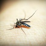 Qué hacer ante las picaduras de insectos si eres alérgico