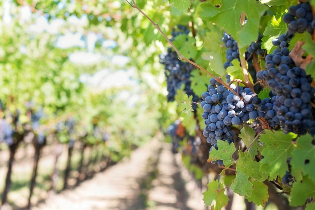 El vino contiene polifenoles beneficiosos a nivel bucal