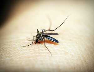 Los mosquitos tienen preferencia por ciertas personas