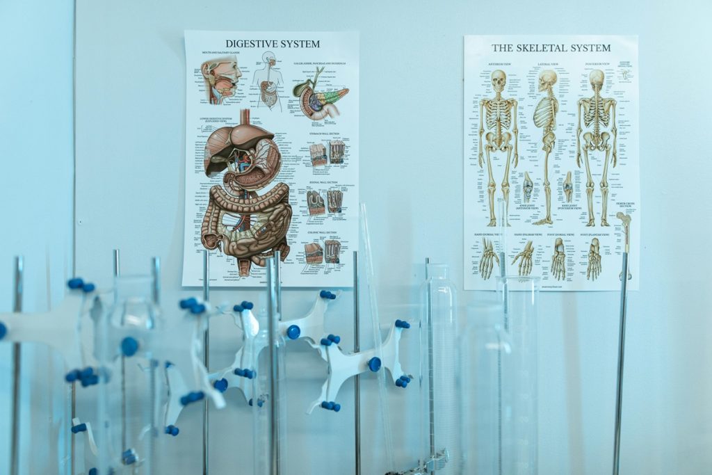 Recientes estudios resaltan la importancia de la microbiota